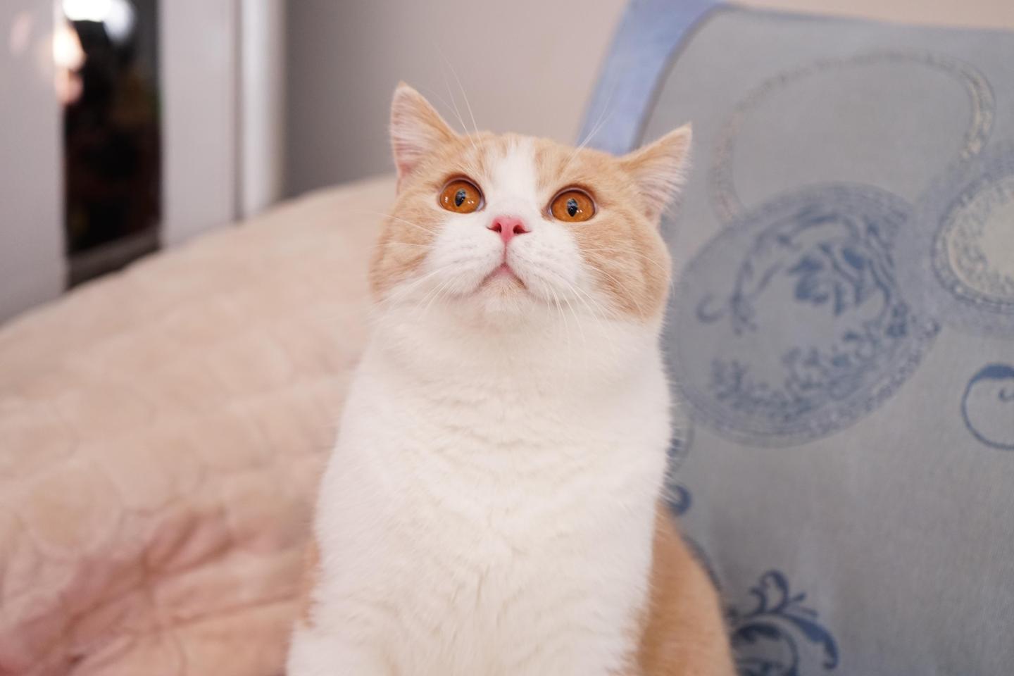 沐米宠物cfa英短猫舍英国短毛猫怎样美毛 知乎