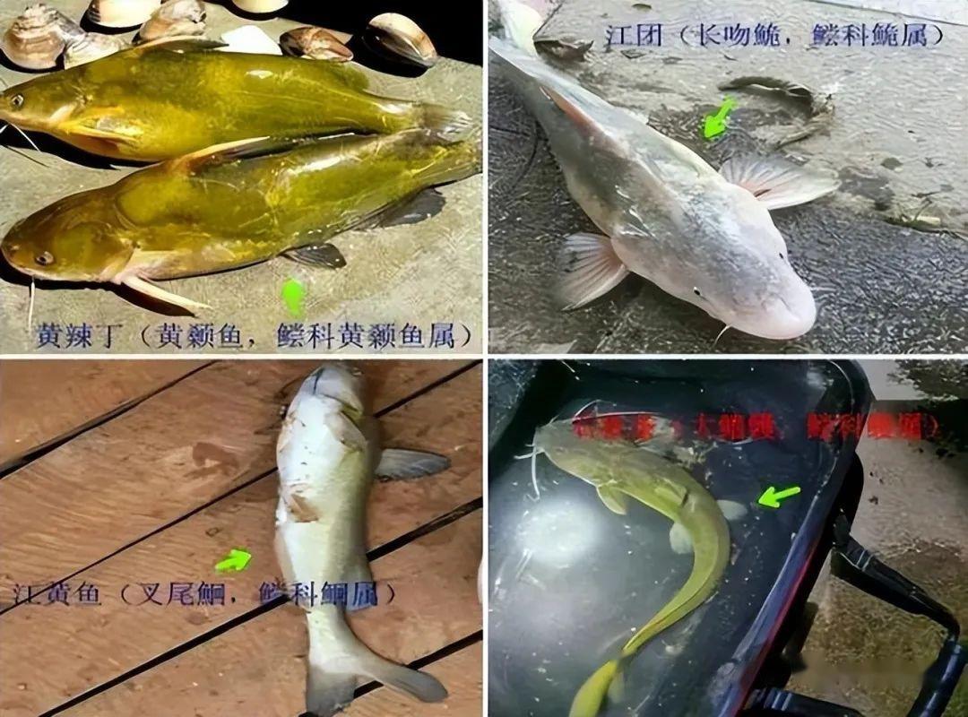 儘管外表有些醜陋,但江團魚卻是江河中最美味的野生魚之一.