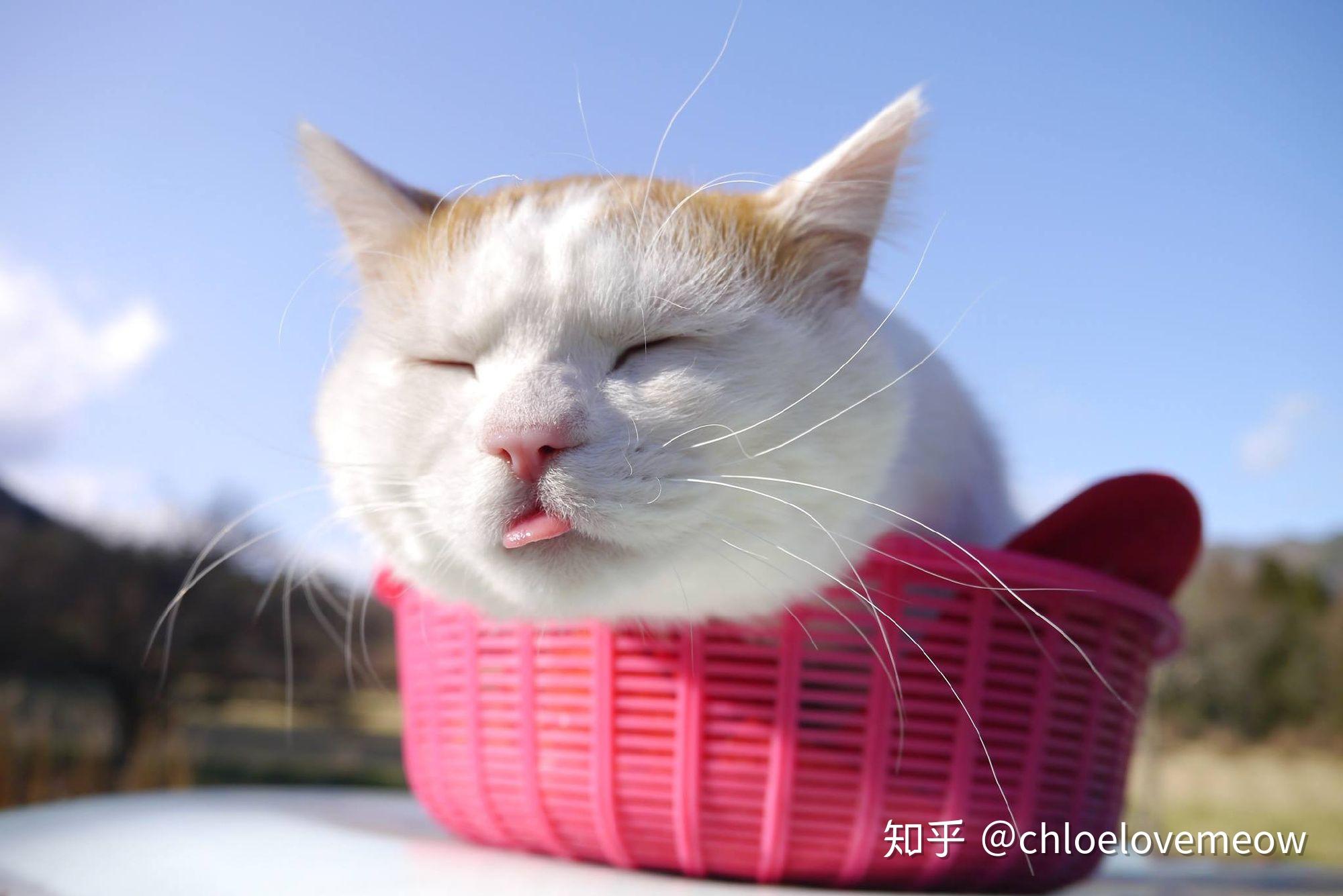 日本网红猫咪猫叔去世，你有什么想对猫叔说的？