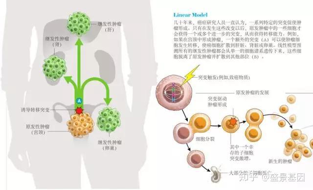 什么是基因编织 v2-85cee25bb33a4b113cbdfe992e23ed04_r.jpg