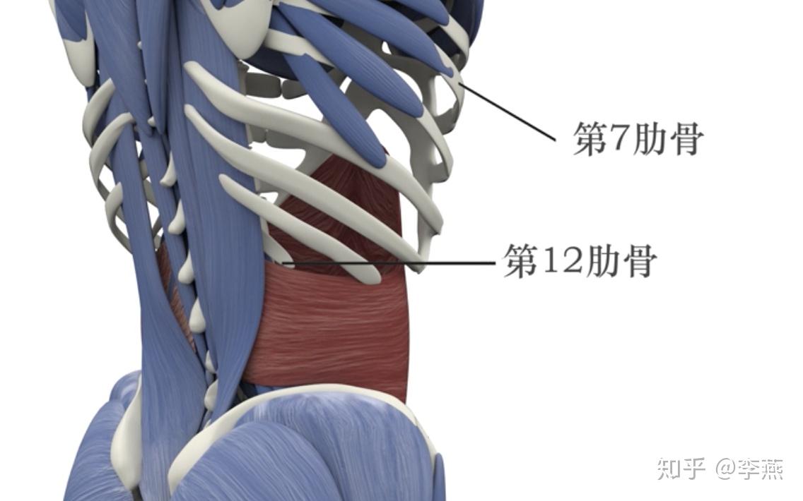 腹部肌肉結構原理腹部肌肉主要有腹直肌,腹外斜肌,腹內斜肌和腹橫肌.