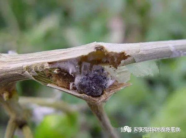 这是辣椒疫病还是菌核病专家的答案是