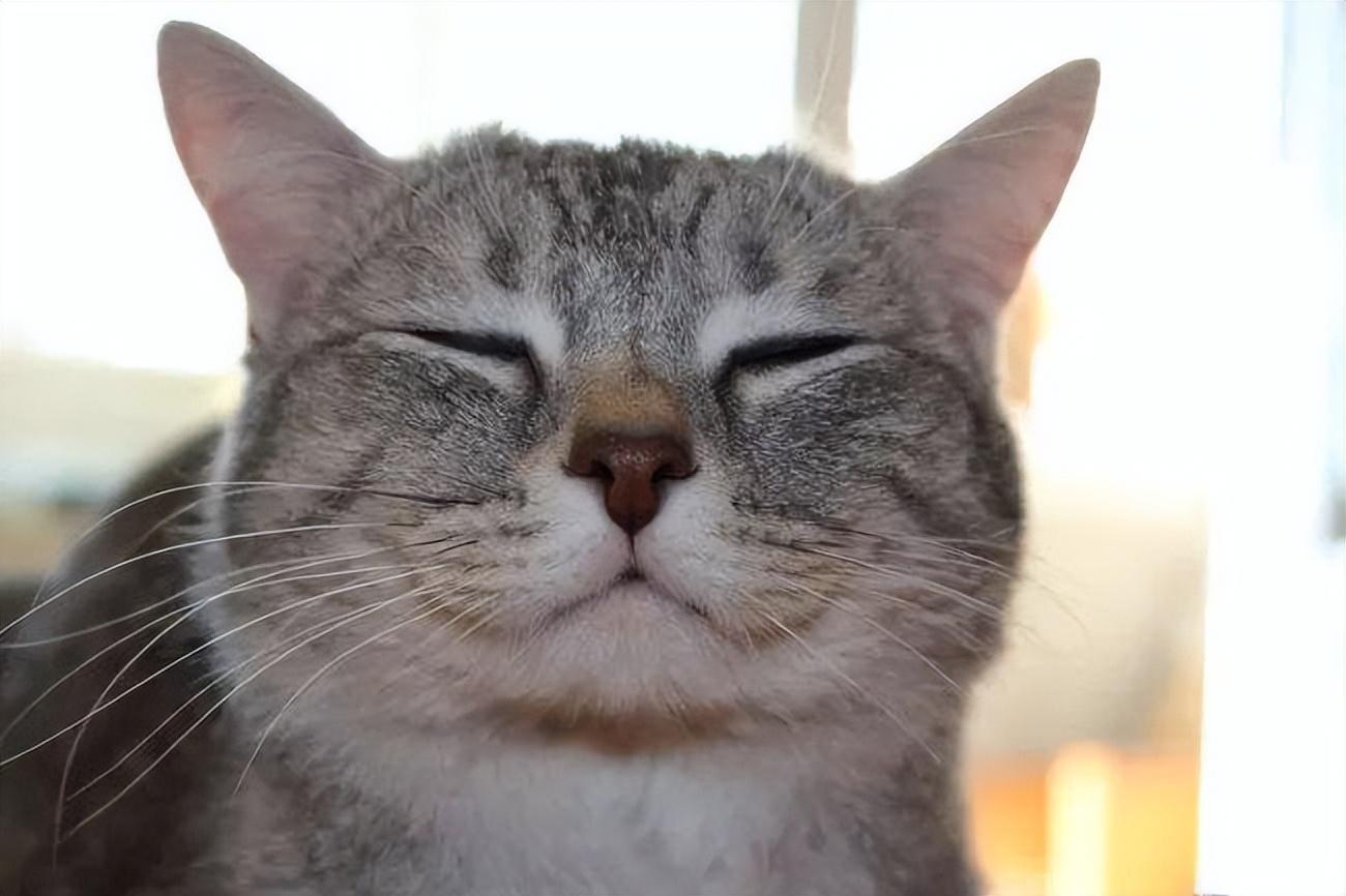 猫咪的这些微表情，你能看懂几个？ - 知乎