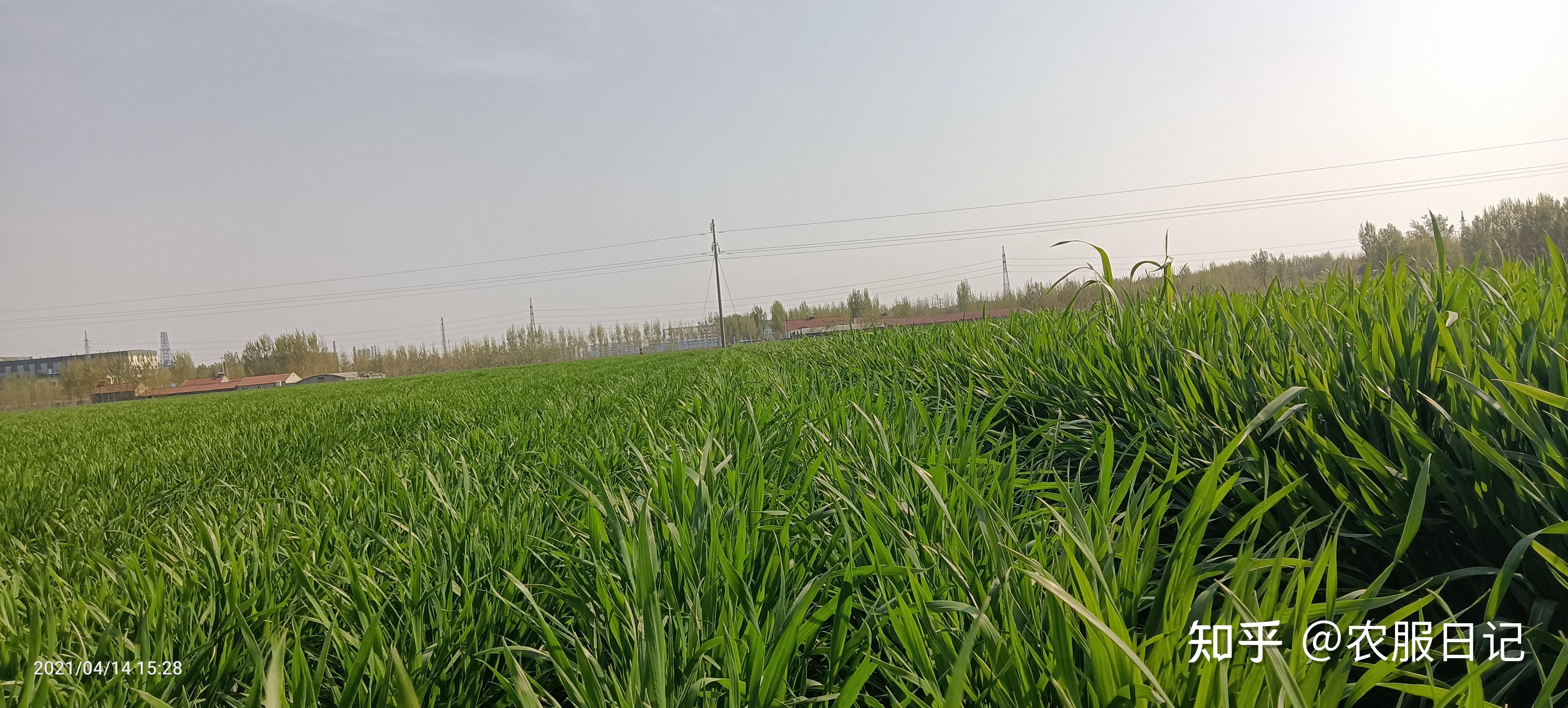 年后小麦如何施肥？用什么小麦复合肥好？ - 农化服务-行业动态 - 复合肥-复合肥生产厂家-高塔复合肥-大量元素水溶肥-微生物菌肥生产厂家-安阳中盛肥业科技有限责任公司