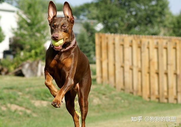 西装大佬“杜宾犬”，到底哪里吸引人？