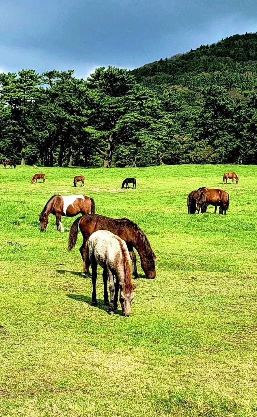 朝鲜马种图片