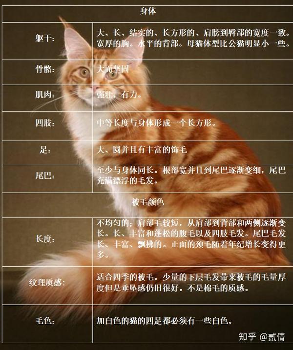 每天带你了解一种猫缅因猫