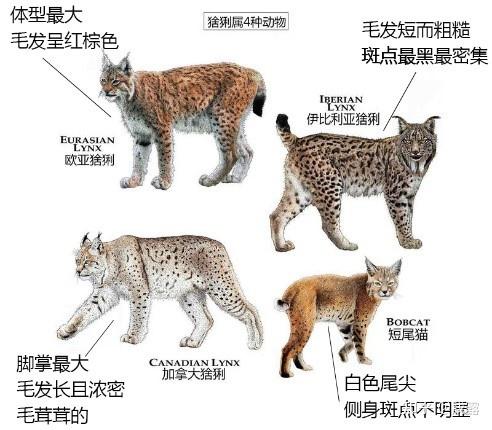 敢与虎狼相争,“恣意”在食物链顶端的大猫—猞猁 - 知乎