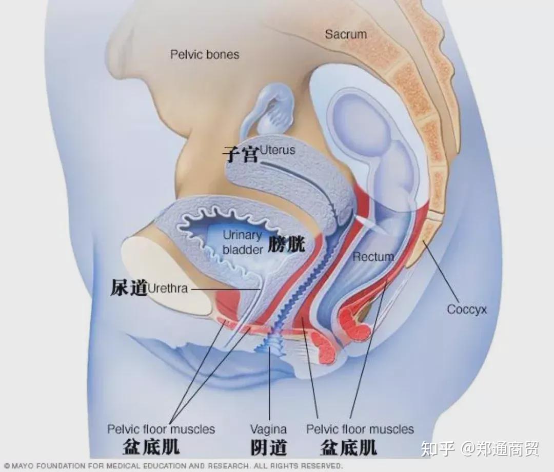 盆腔和膀胱的位置图图片