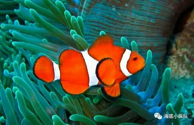 海底小纵队舰艇揭秘之-gup-f小丑鱼艇(转载) - 知乎