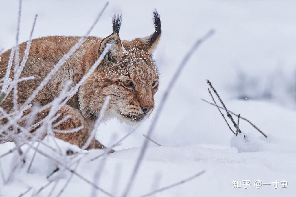 猞猁的难言之隐:冬季山里的无冕之王,杀狼捕鹿,却严重依赖雪兔 - 知乎