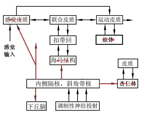 大腦工作機制(12):神經元不同亞型動作電位及不同類型記憶的形成機制