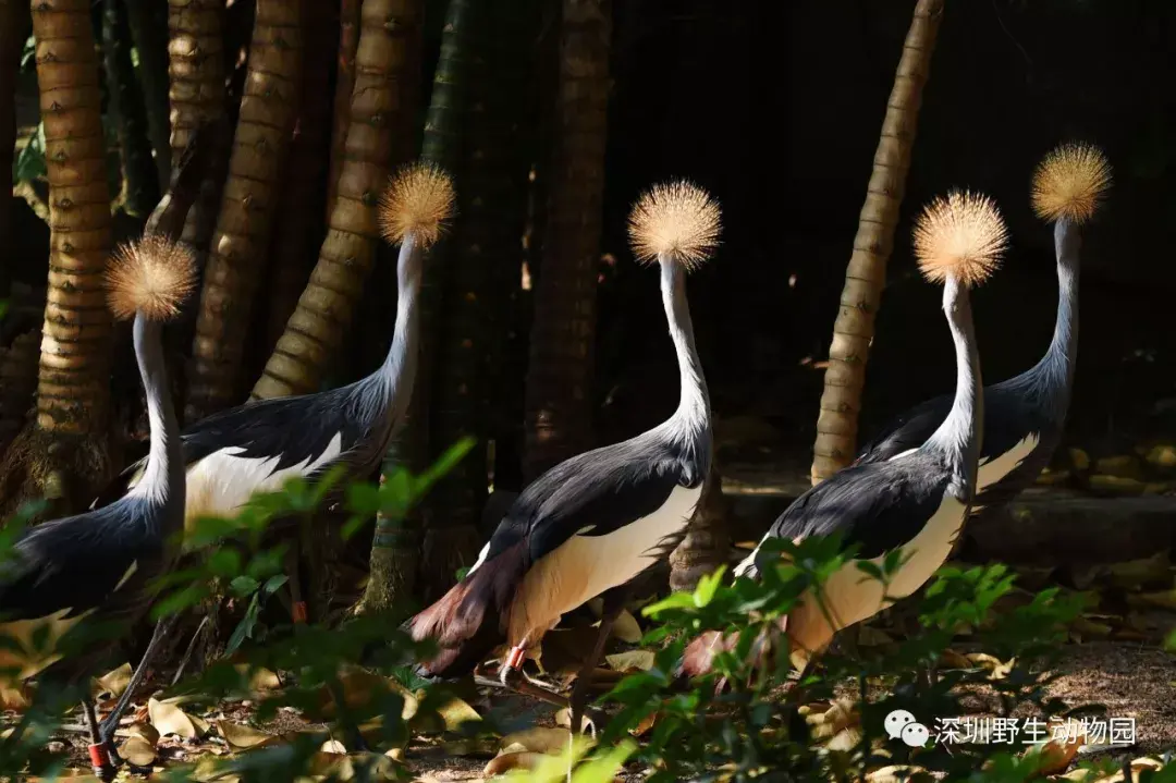 深圳野生動物園都有哪些鳥類