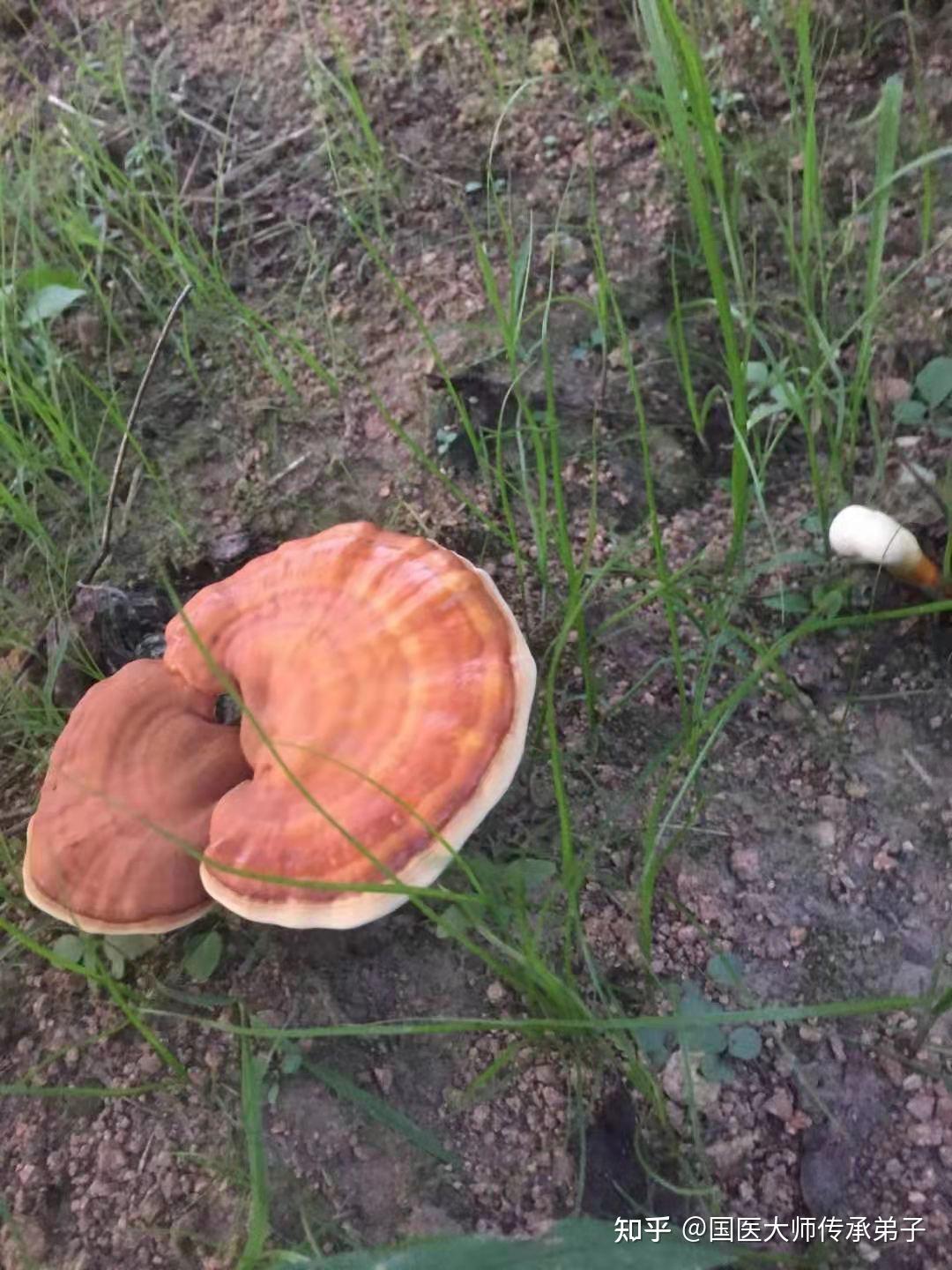发现被古人称为"还阳草"的野生灵芝 - 知乎