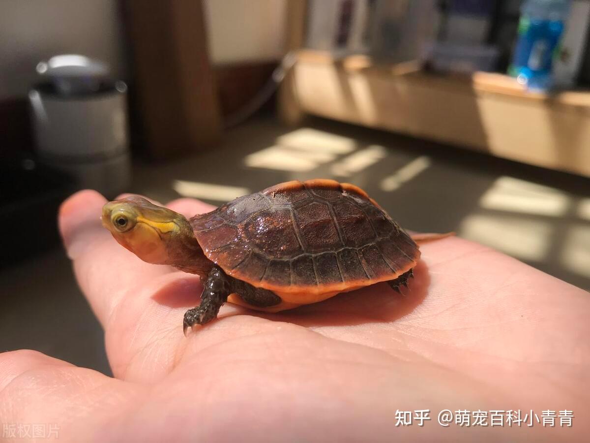 常见宠物龟有哪些？最常见的10种宠物龟，快来看看有你的乌龟吗！ - 知乎