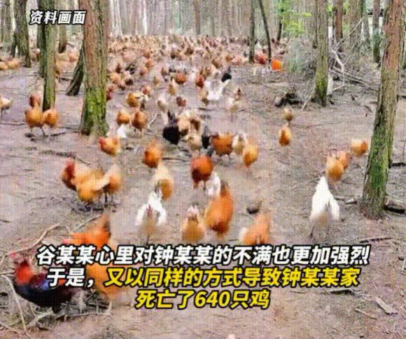 湖南一男子用手电筒吓死养鸡场1100多只鸡,法院判了 - 知乎