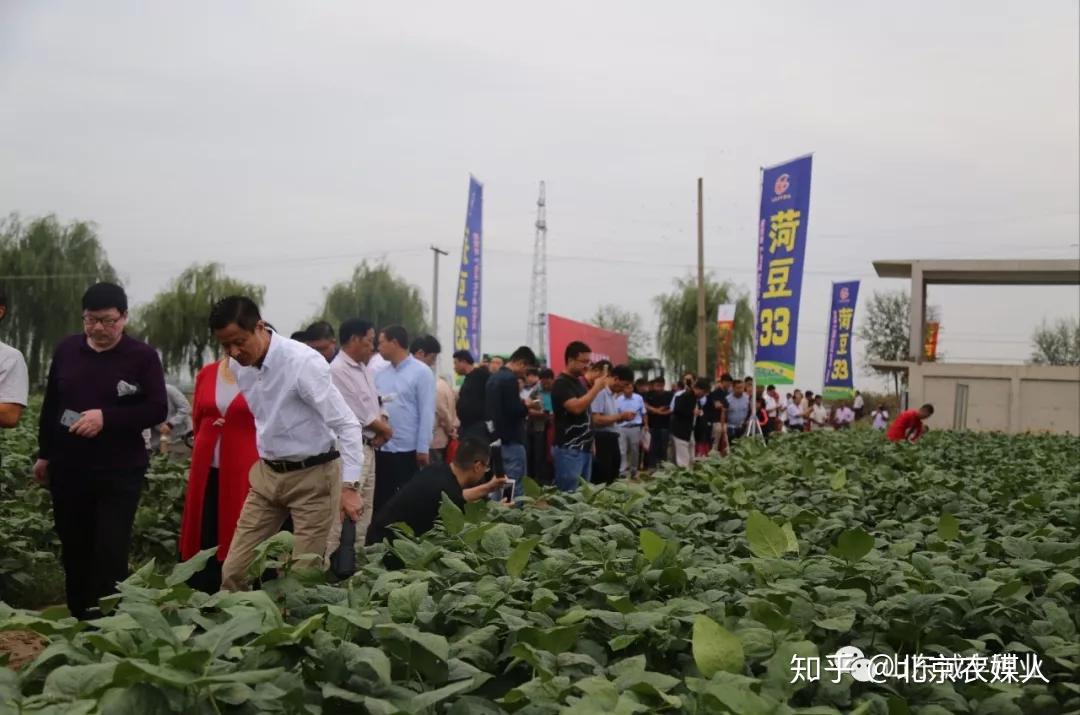 菏豆33号助力中国大豆振兴