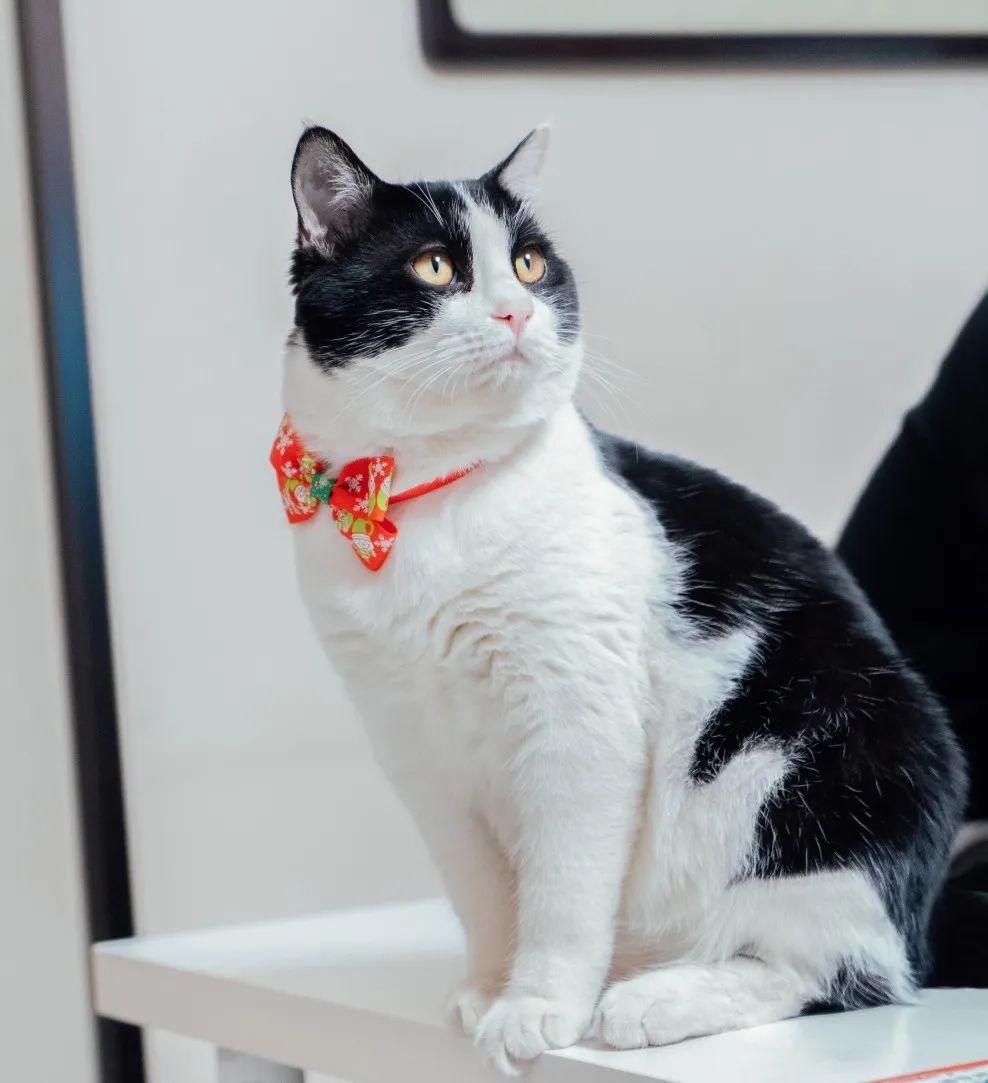 毛孩子离中年油腻仅一线之隔的拆弹套餐