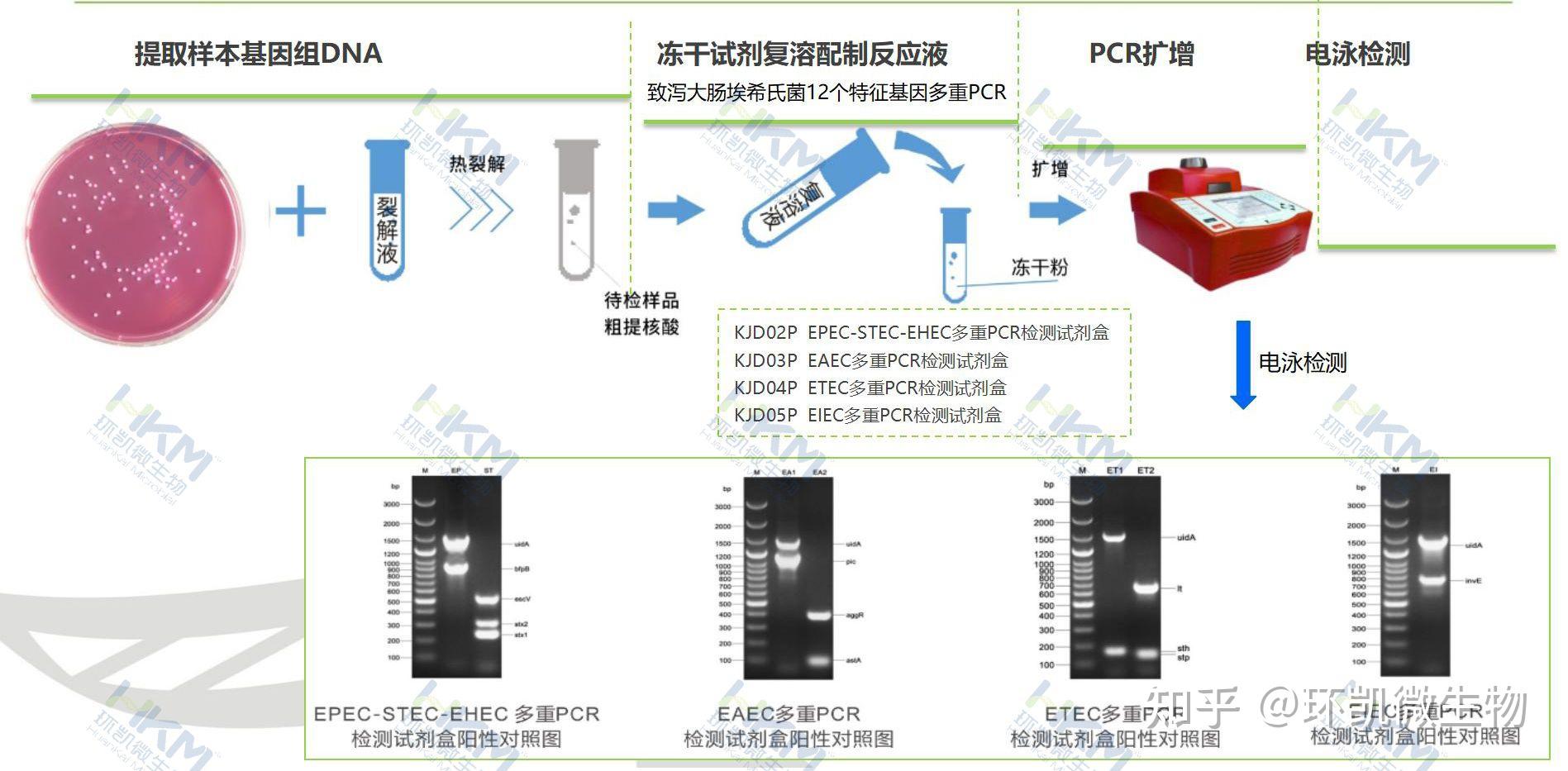 pcr试剂盒检测流程