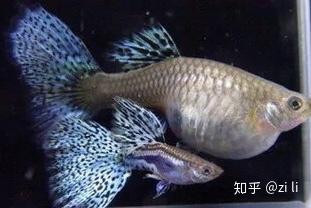 孔雀鱼生产前征兆 知乎