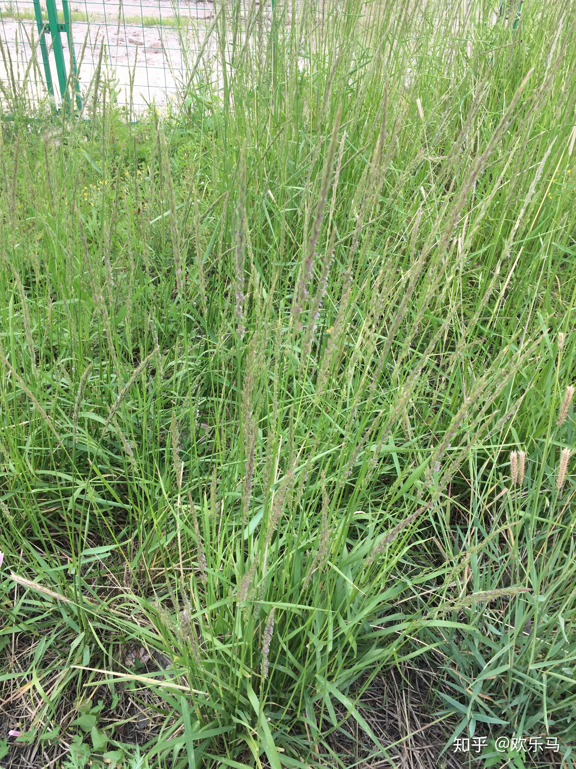 大庆野地植物41披碱草 - 知乎