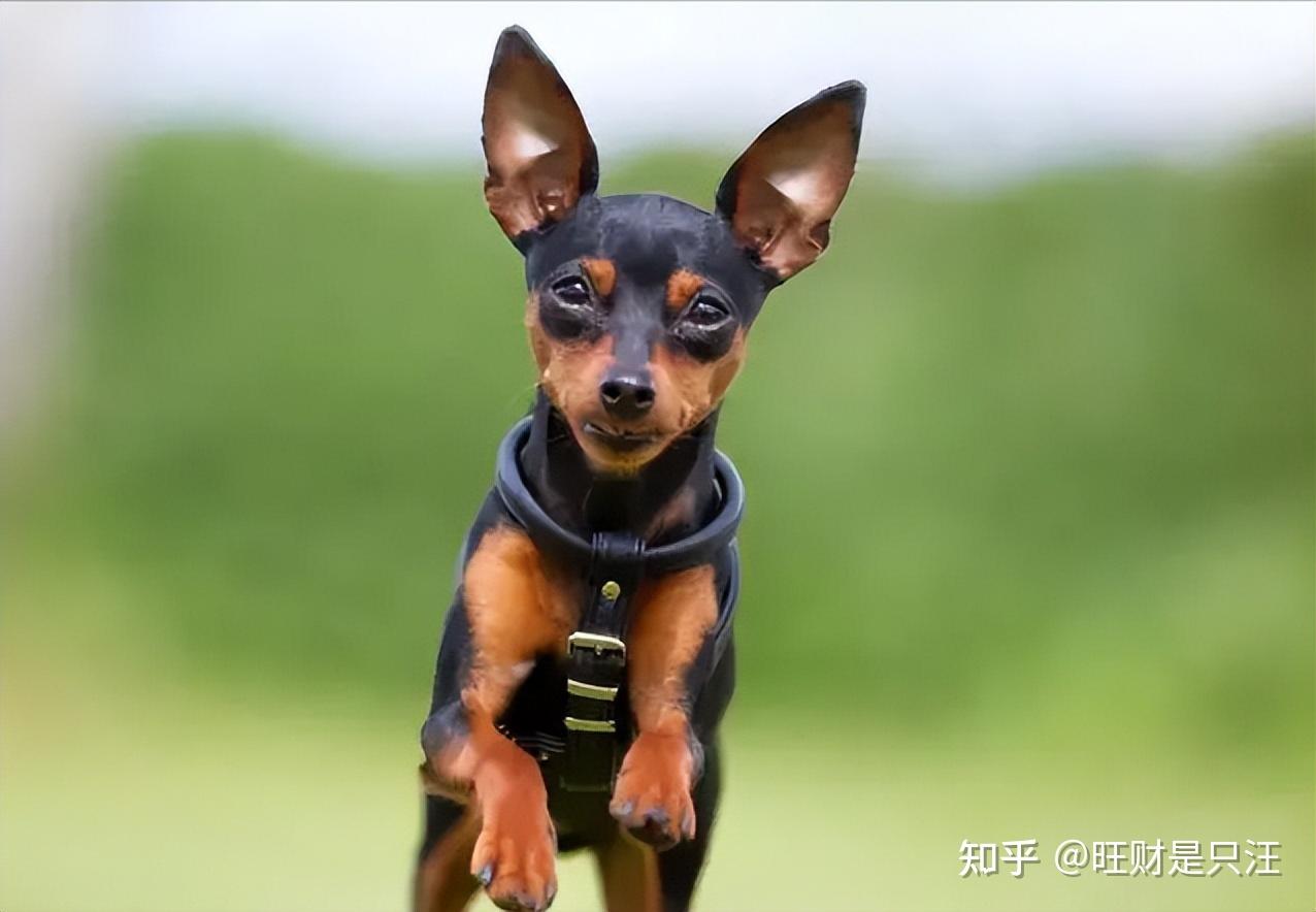 迷你杜宾犬