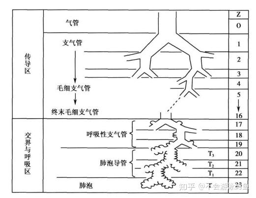 支气管的分级 图图片