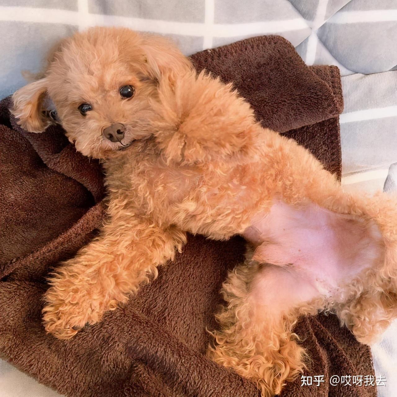 肚子的,还非常享受这点是比较明显的,因为如果泰迪犬跟你不熟它们显得