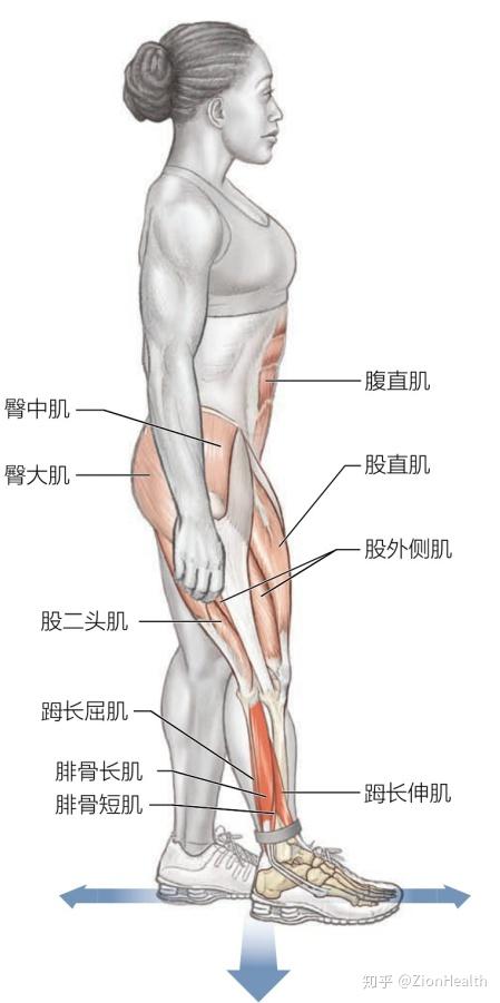 踝背屈肌群图片