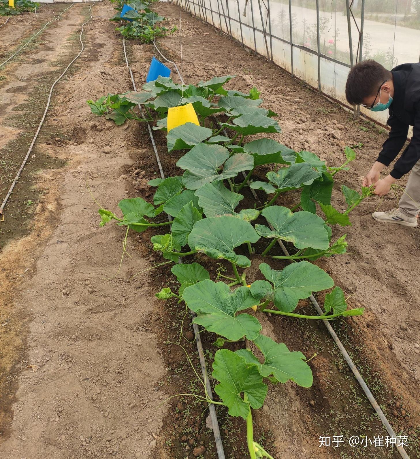 填坑需用沙土,草炭,珍珠岩等混合搅拌,增加土壤的通透性,防治根系缺氧