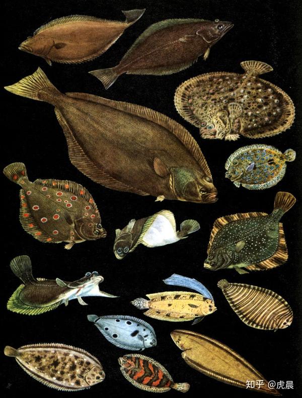 碟中鲽 主流鲽鱼大观 知乎