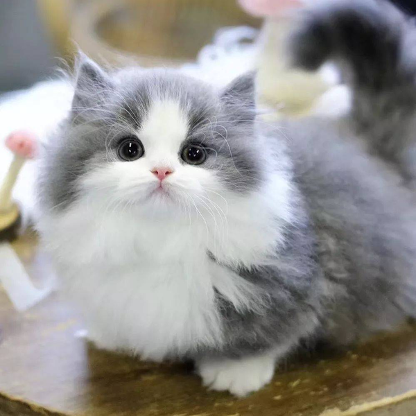 meo-anh-long-dai-mau-bicolor