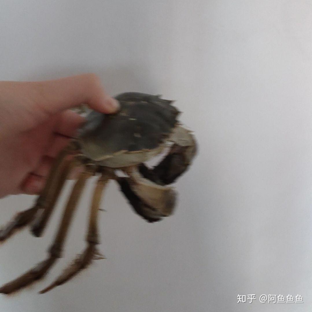 怎么捆螃蟹 大闸蟹的捆绑方法图片教程 - 京东
