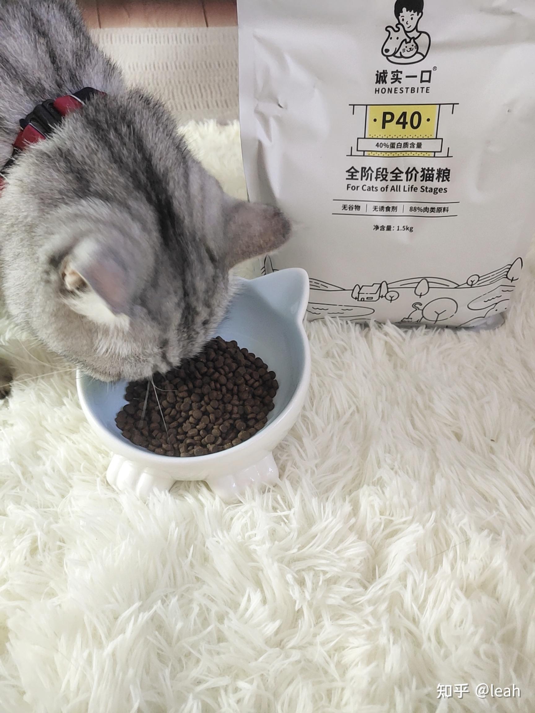 猫粮什么牌子又好又便宜看这篇就够了