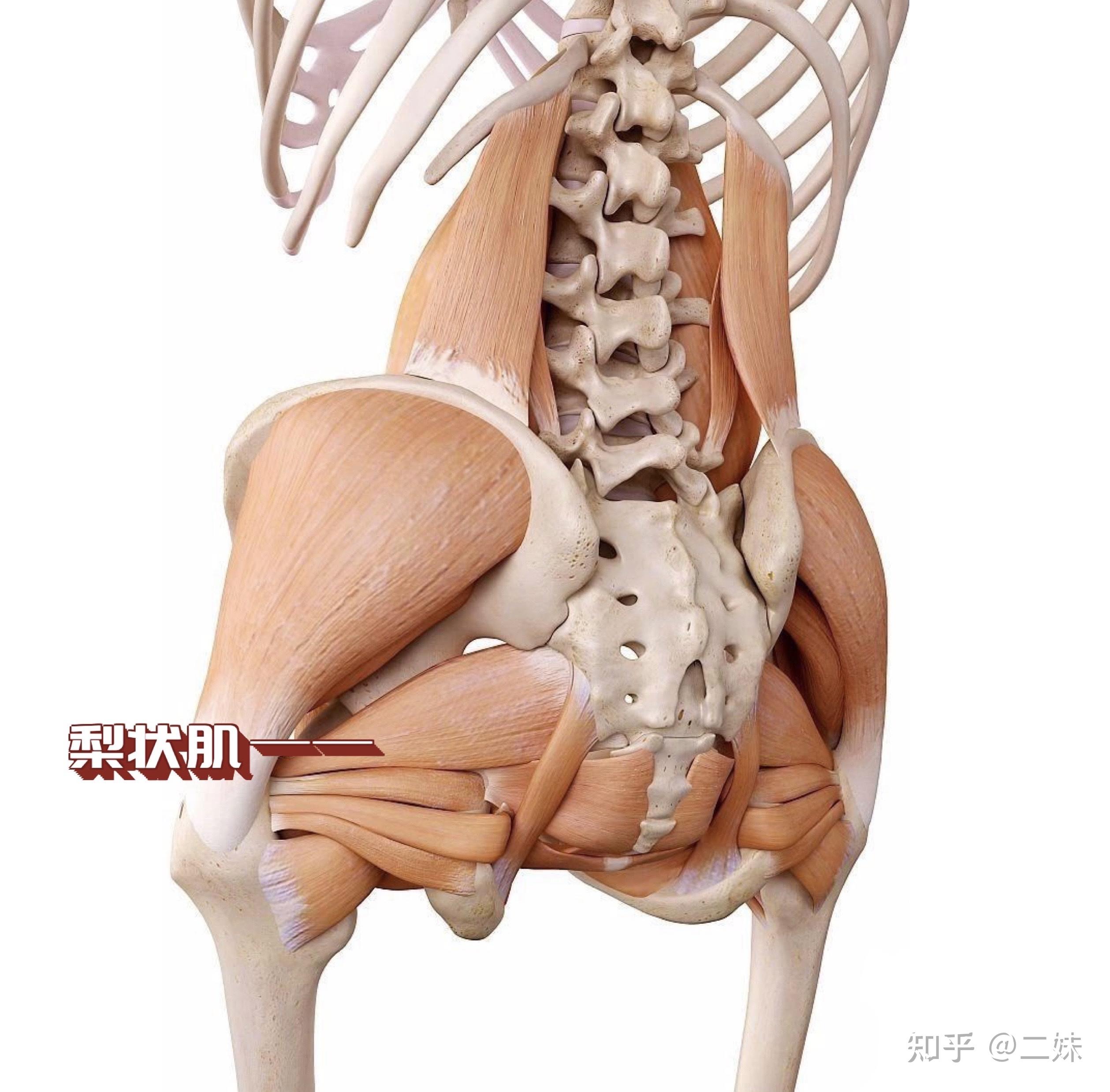 股后肌群包括哪些肌肉图片