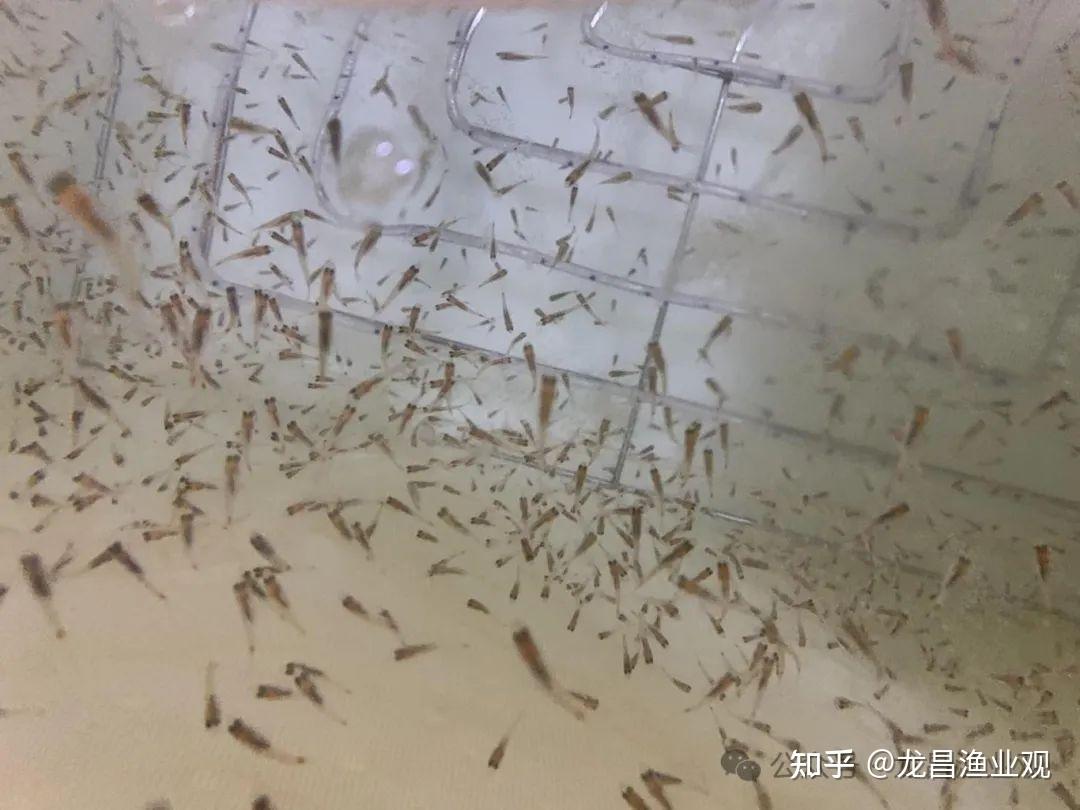 在抗争石斑鱼"病毒性黑身"的道路上,你还要被"神药"坑多久?