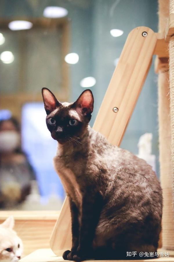 猫咪品种科普之【德文卷毛猫】,附精美剧照! - 知乎