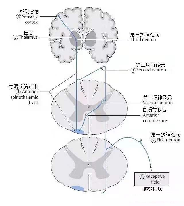 軸突:經白質前連合交叉至對側脊髓外側索和前索,分別組成脊髓丘腦側束