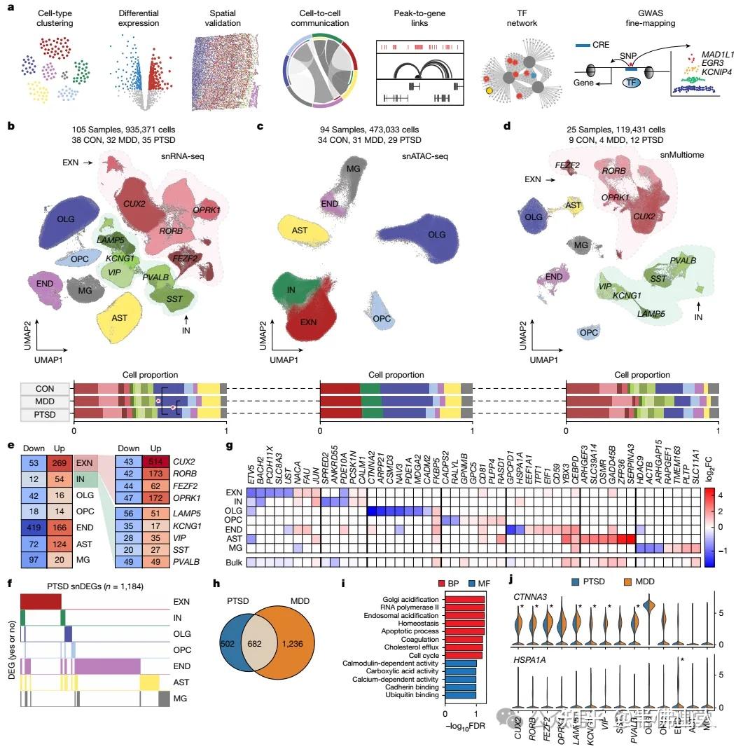 代码分享:刚刚发表的nature,可谓是生信分析的天花板。snRNA-seq+snATAC-seq多组学分析。提供了数据和代码! - 知乎
