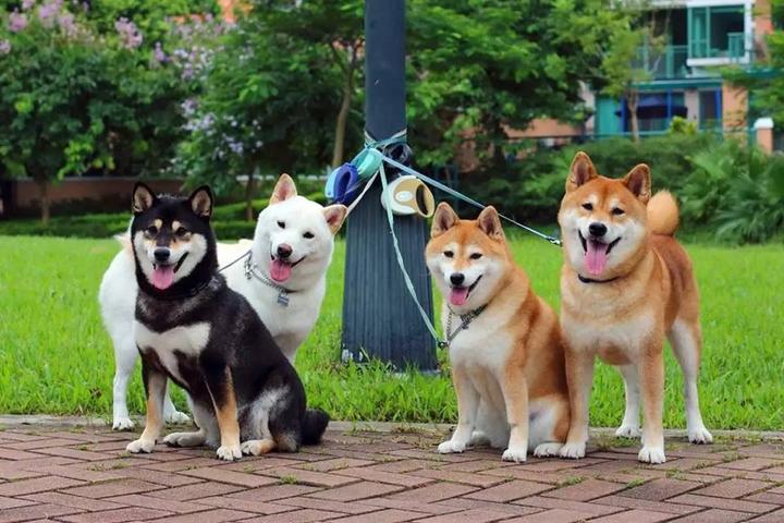 日本的犬只有柴犬一种吗 知乎