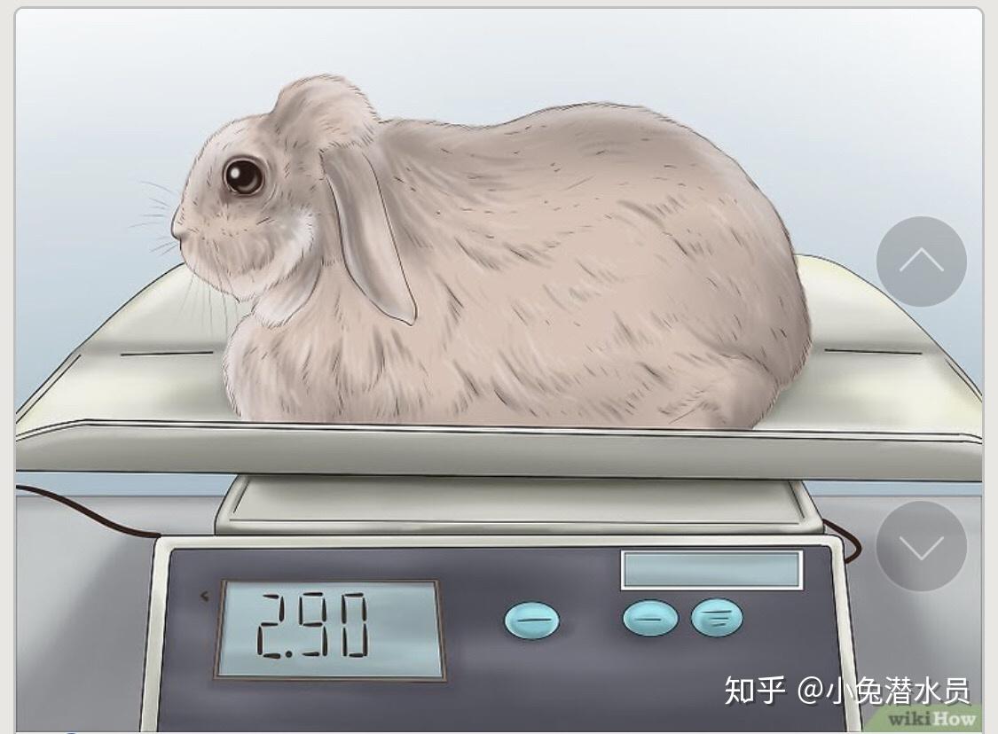 如何判断你的兔兔怀孕了 - 知乎