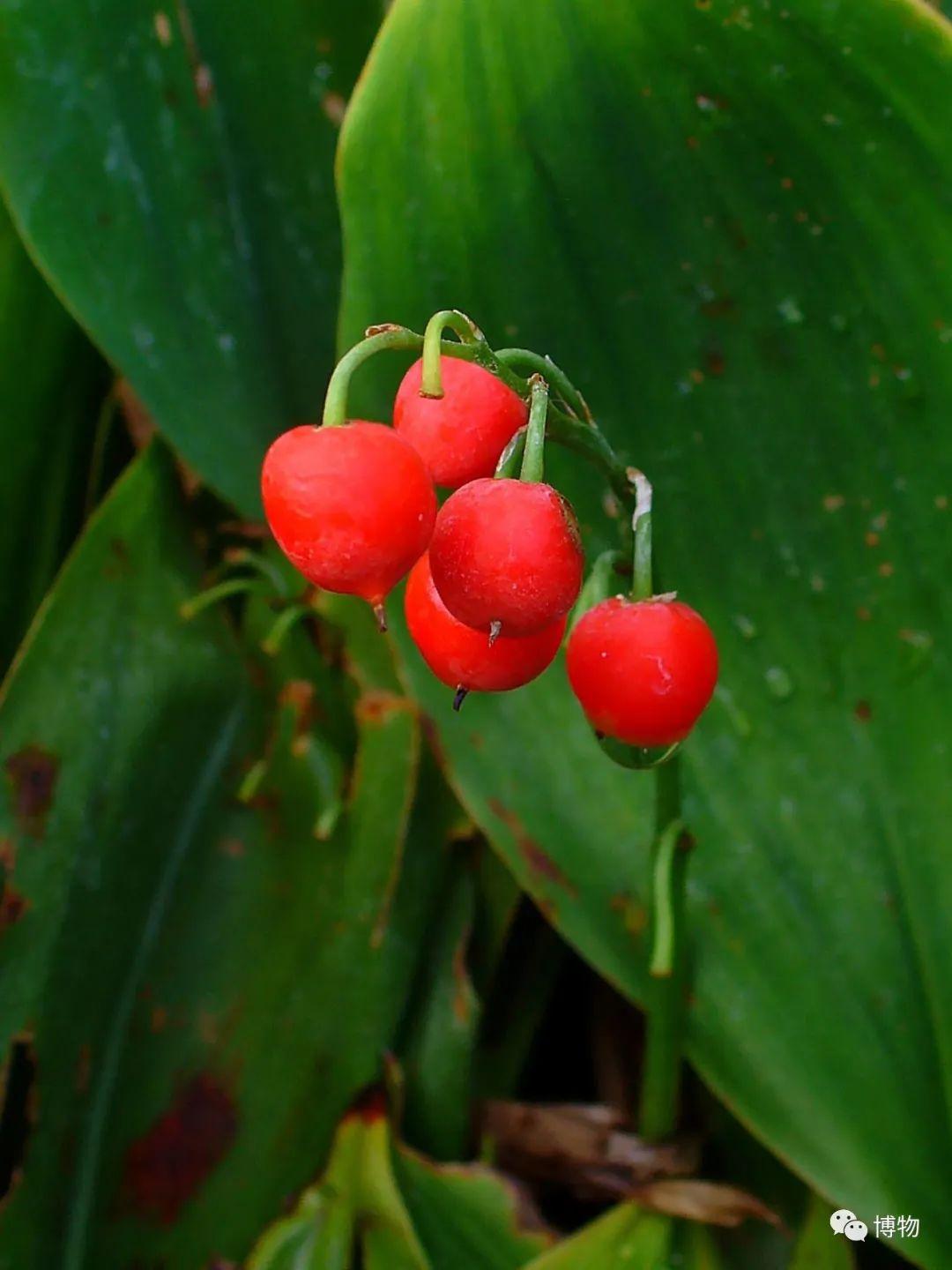 皇室名流捧红的铃兰手捧你在家就能种