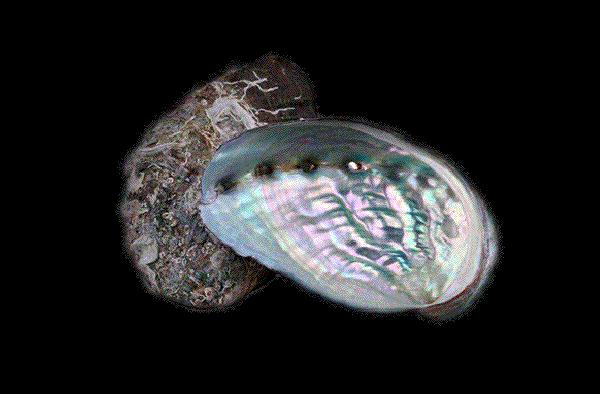 装点着吉他的生命,不是所有好珍贝都能有运气,精美到成为经典的路程.