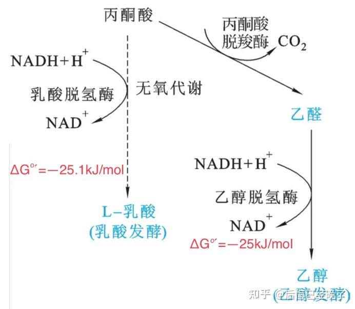 乳酸发酵标准自由能变化值(Δg)=—251kj/mol同酒精的发酵值一样