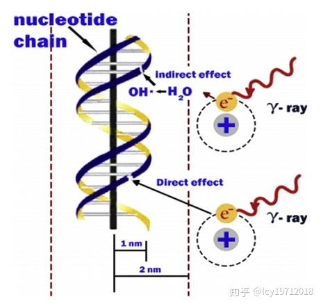 射线等,可以直接轰击破坏dna,也可以通过对水的电离作用产生羟自由基