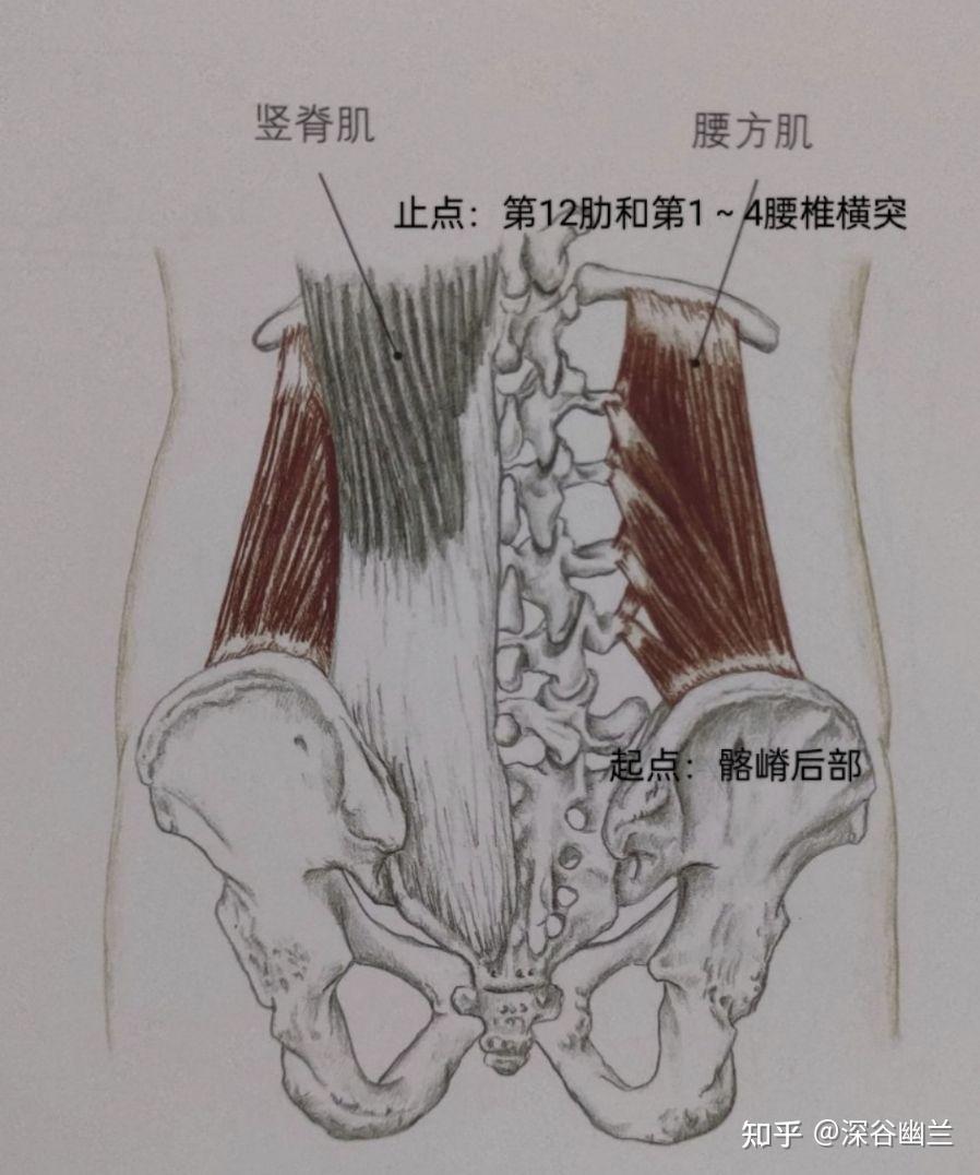 筋膜链前深线图片