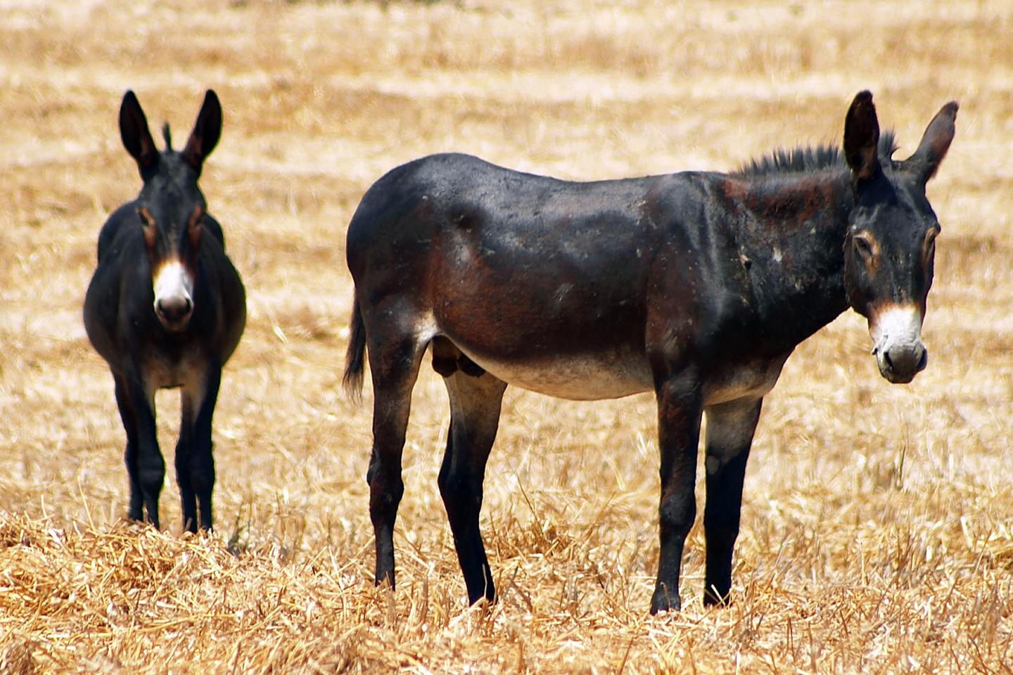跨物种繁殖为什么骡子不能生育