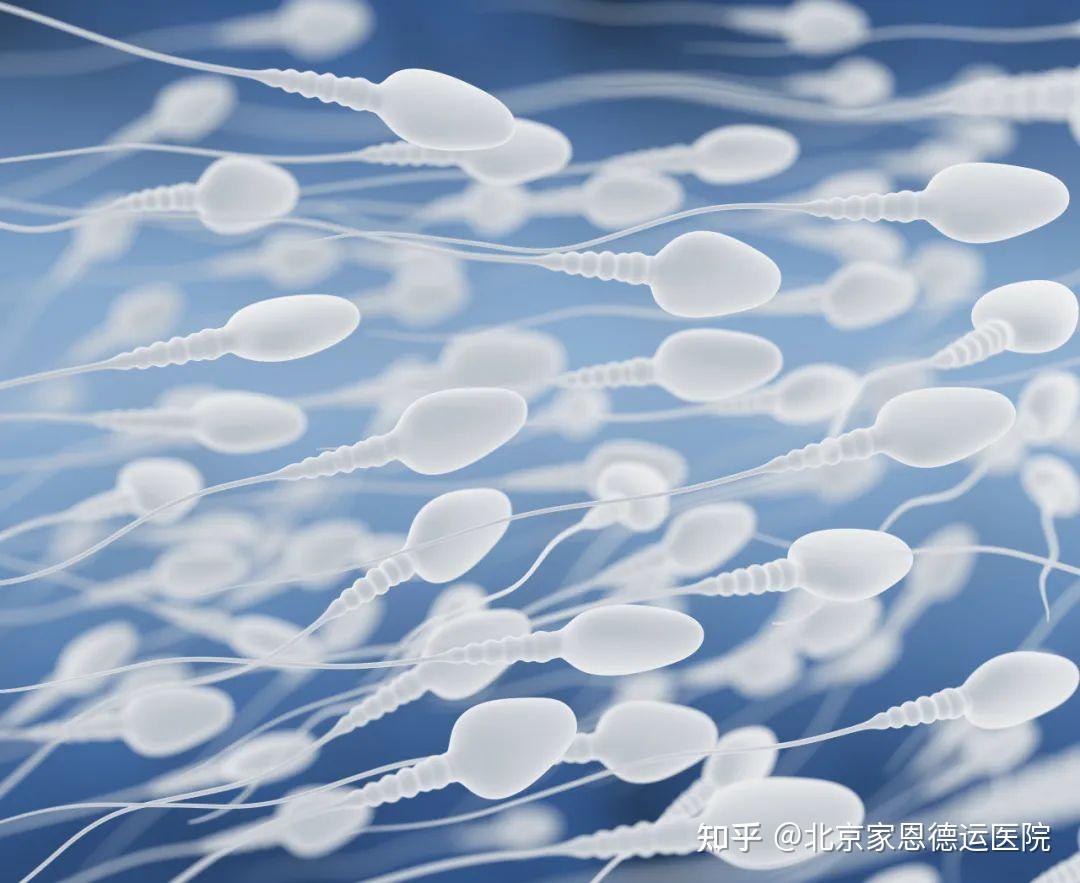 OATS oligoasthénotératospermie : les anomalies des spermatozoide ...
