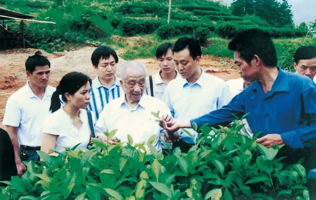 中国三位茶叶泰斗图片