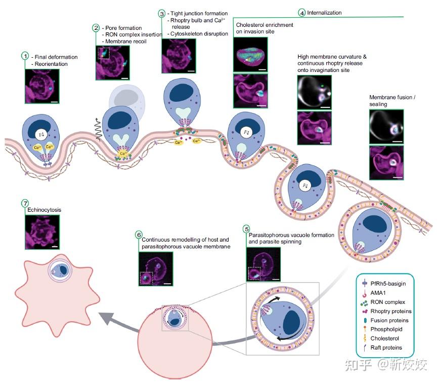 【Nat Commun】晶格光片显微镜揭示疟原虫侵染红细胞过程中膜重塑和寄生泡形成的4D动态过程 - 知乎